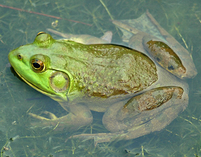 American Bullfrog