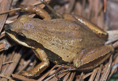 Brimley's Chorus Frog