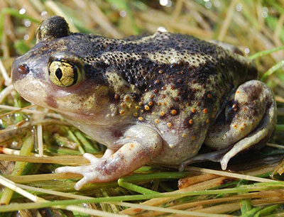 Eastern Spadefoot