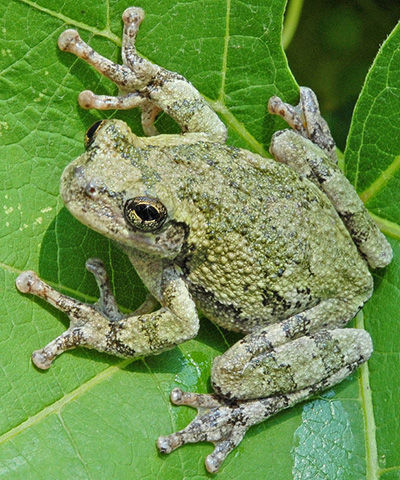 Gray Treefrog