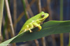 Green Treefrog image