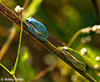 Green Treefrog image