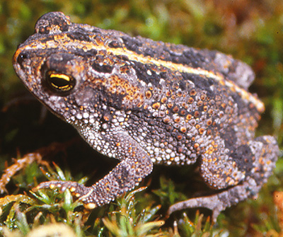 Oak Toad