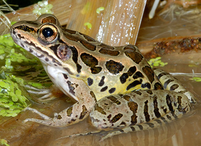 Pickerel Frog