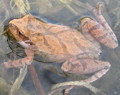 Spring Peeper