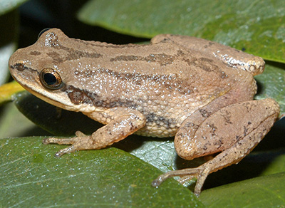 Upland Chorus Frog