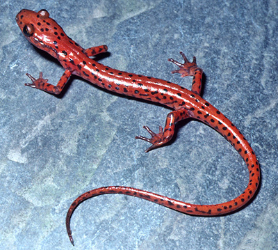 Cave Salamander