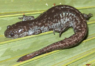 Mabee's Salamander