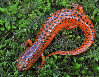 Northern Red Salamander