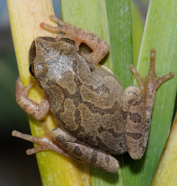 Spring Peeper Image