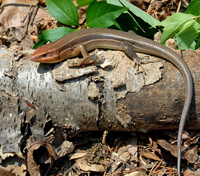 Broad-headed Skink