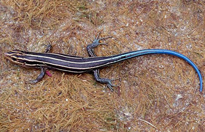 Common Five-lined Skink