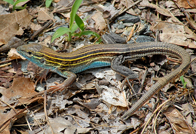 Eastern Six-lined Racerunner