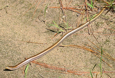 Eastern Slender Glass Lizard