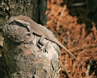 Green Anole