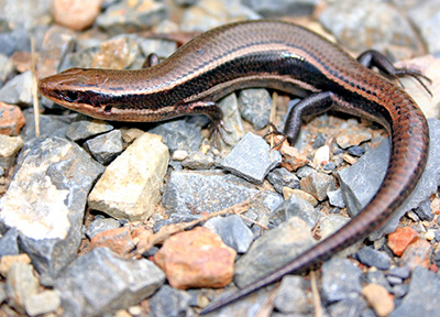 Northern Coal Skink