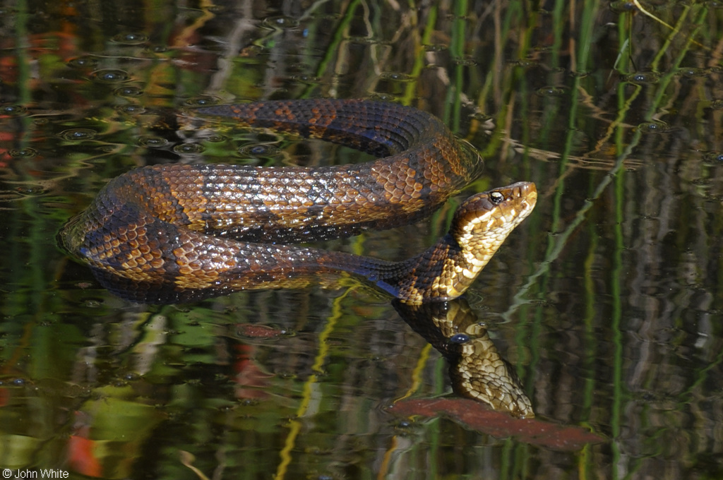 Northern Cottonmouth