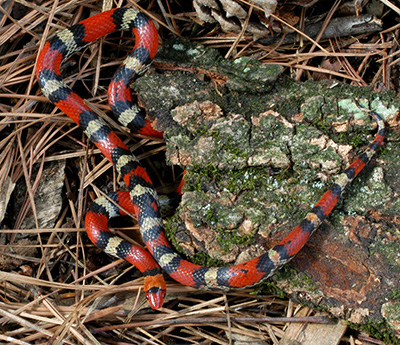 Northern Scarletsnake photo