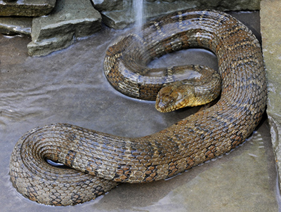 Northern Watersnake photo