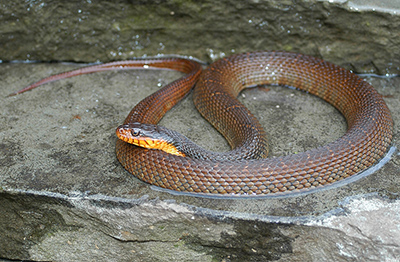 Plain-bellied Watersnake