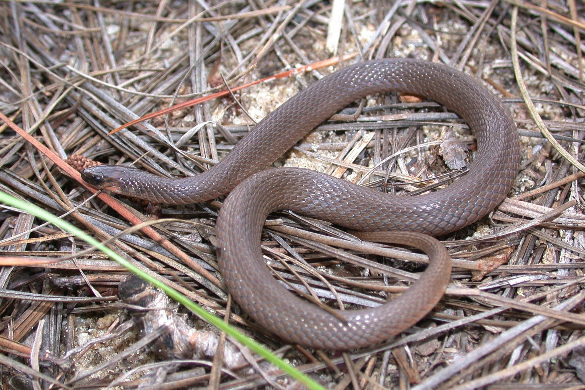 Rough Earthsnake photo