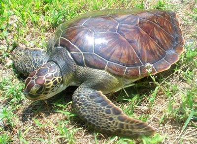 Green Sea Turtle photo