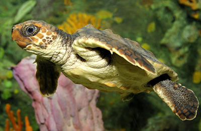 Loggerhead Sea Turtle photo