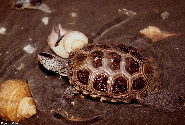 Northern Diamond-backed Terrapin