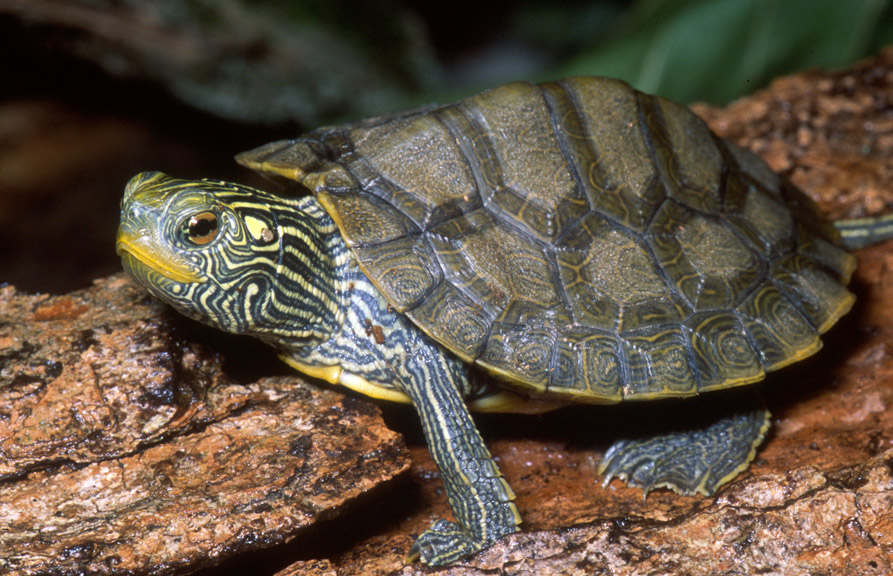 Northern Map Turtle photo