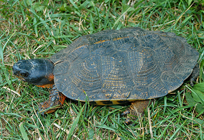 Wood Turtle photo