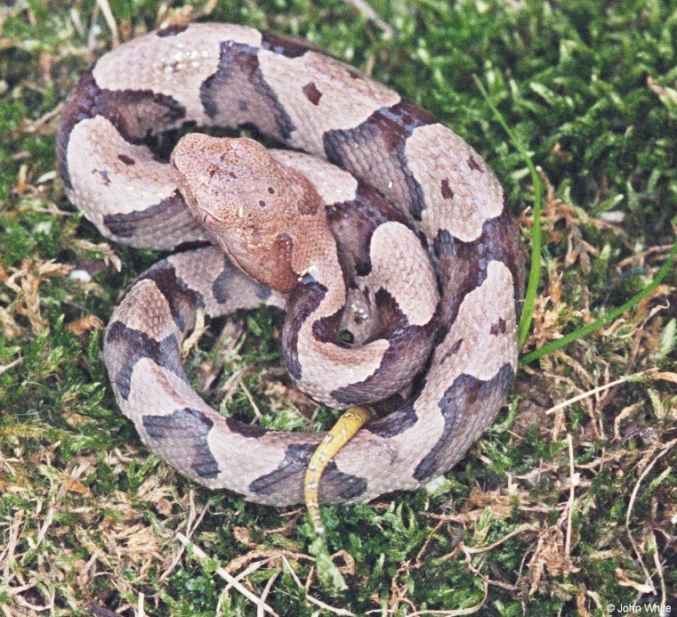 Eastern Copperhead photo