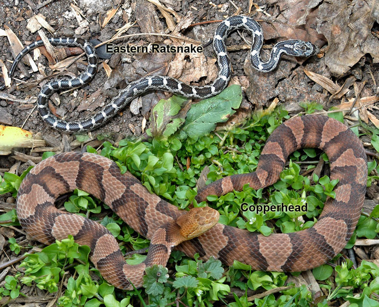 Eastern Ratsnake verses Eastern Copperhead photo